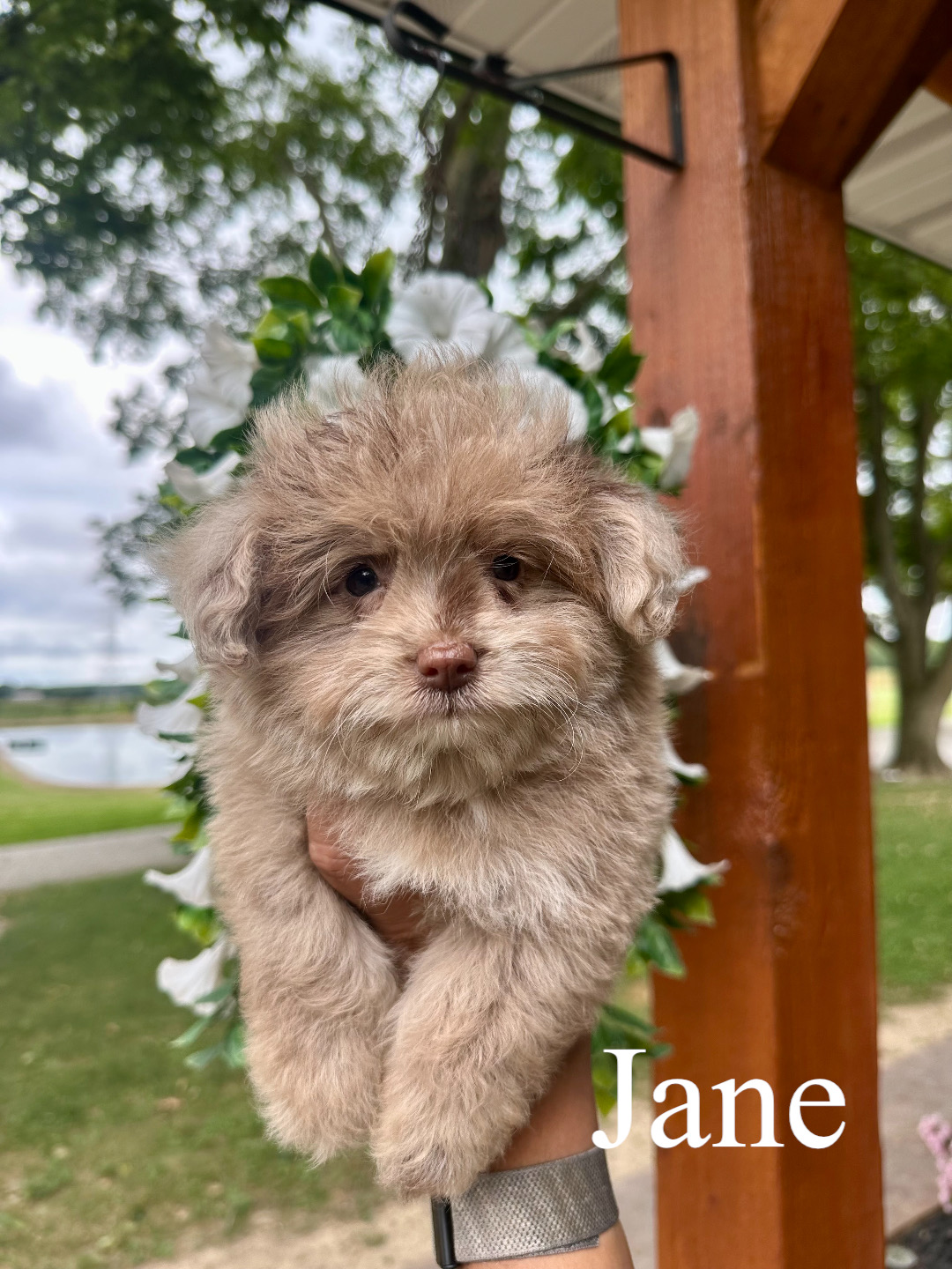 Jane 1